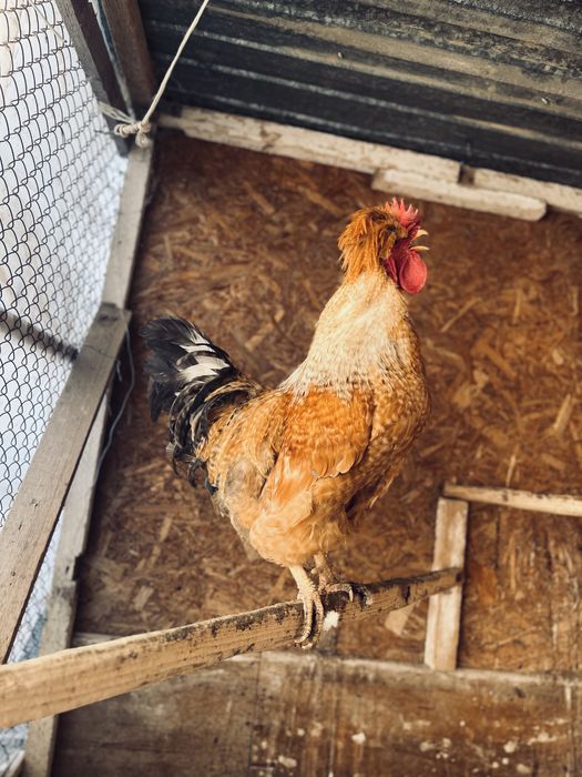 Петух Русская Хохлатая
