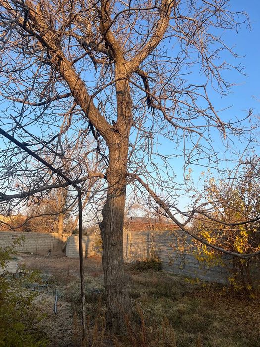 Продам деревья на дрова