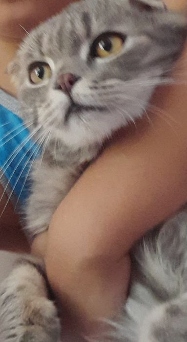 Scottish fold ög'ipbola