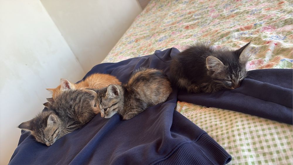 Котята Мысыктар мысык