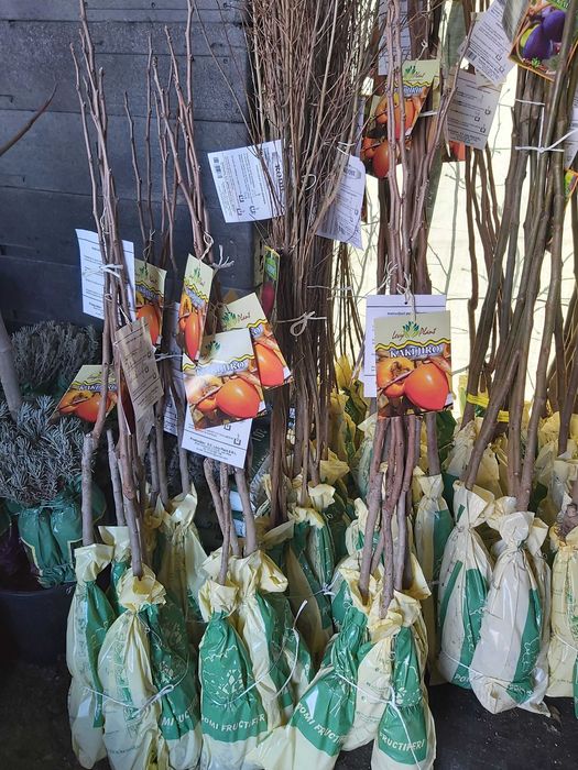 kaki smohin rodie kiwi castan comestibil