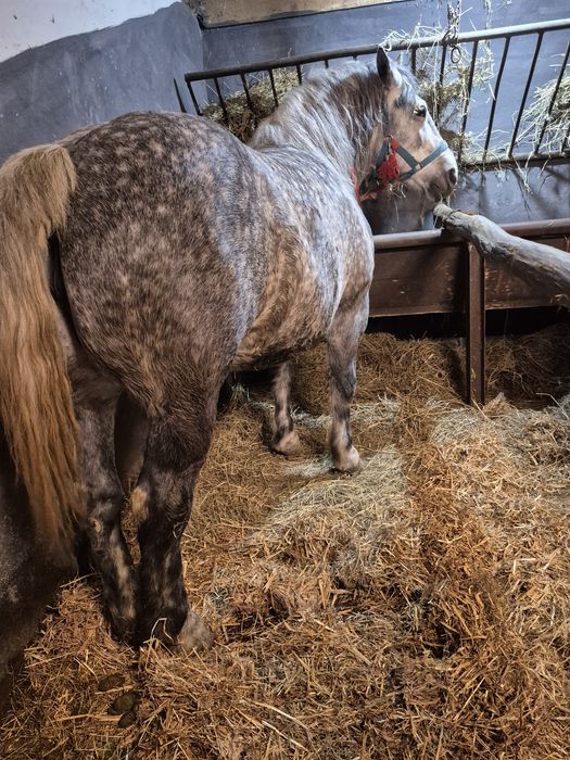 Vând iapă pentru pretențioși 6pe 7 ani