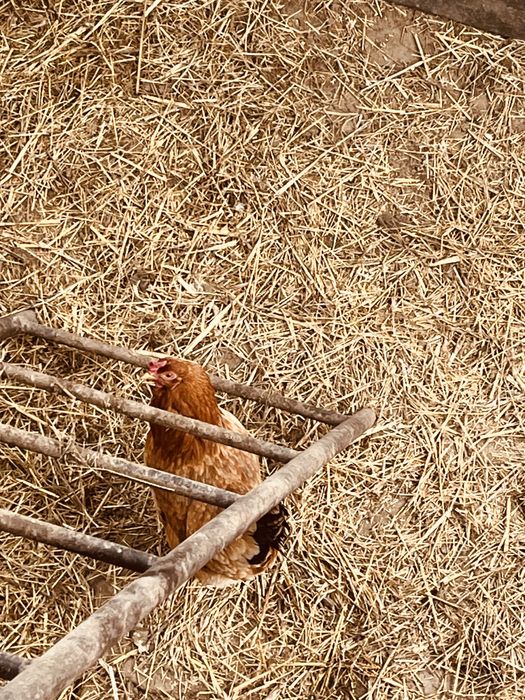 куры домашние несушки