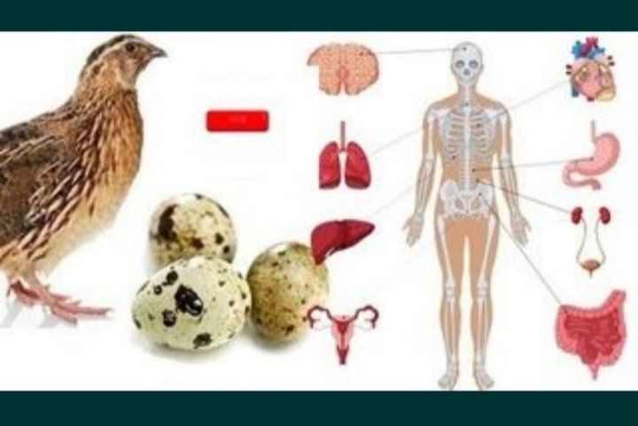 1 айлык бөдене сатылады