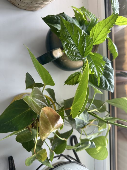 Комнатные цветы укоренившиеся