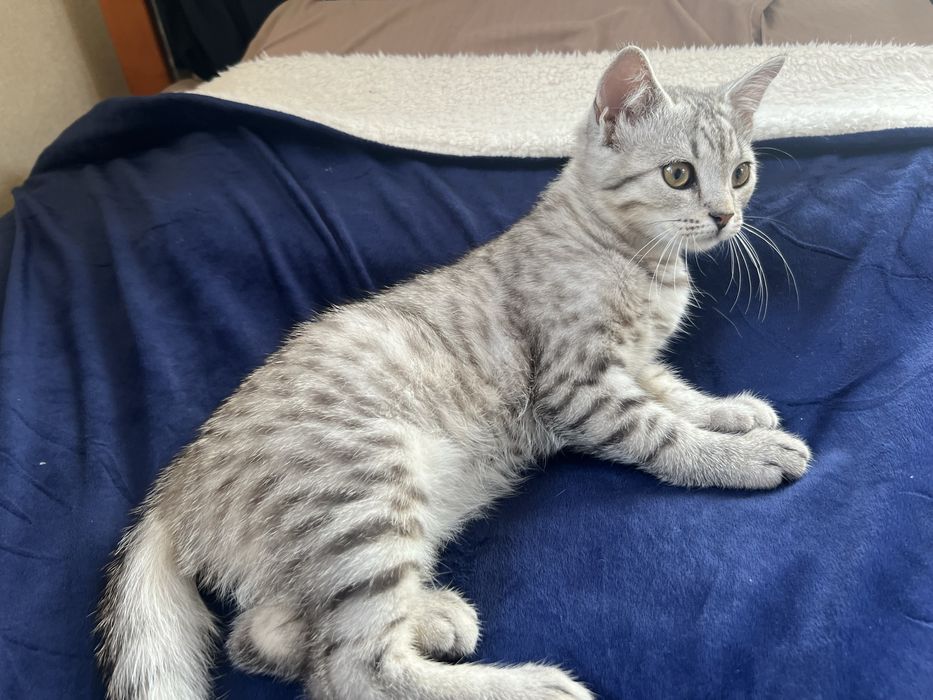 Котенки милашки:)!