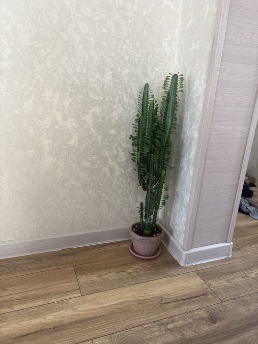 Растения Комнатные цветы