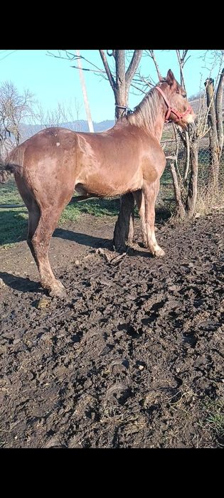 De vânzare cal garantat de ham