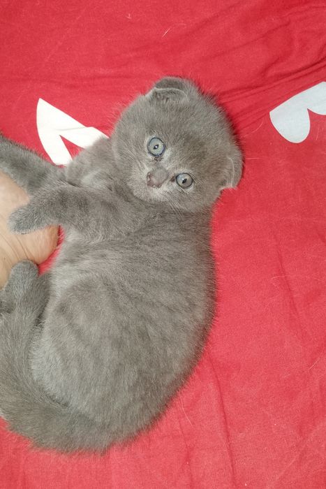 Породистый котёнок