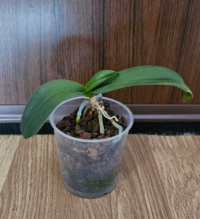 Орхидеи фаленопсис Black eye, Sogo Vivien, Bambula