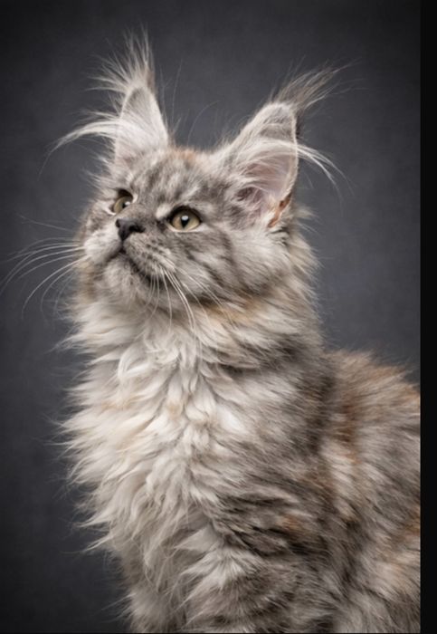 Шикарный Мейн -Кун дым !