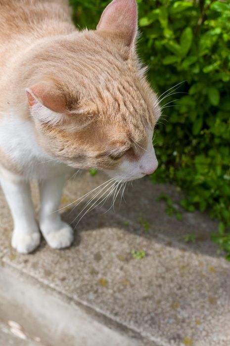 Sony NEX F3 + обектив 27mm/F2.8