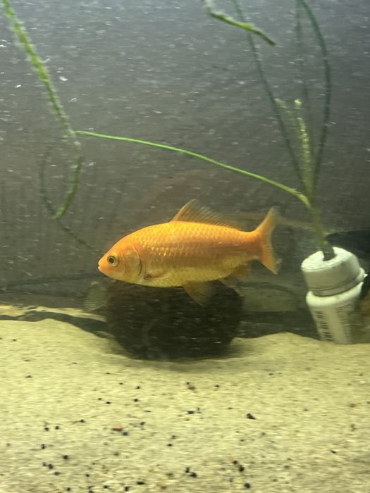 Аквариум 100 литров