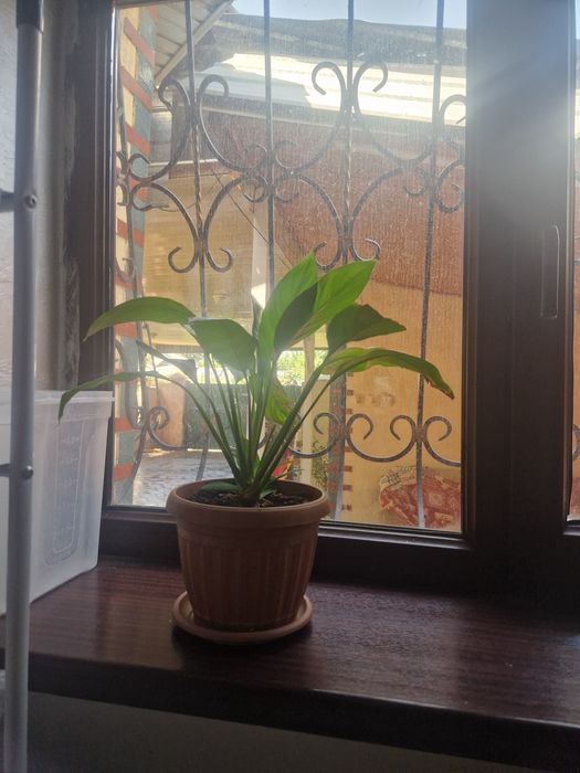 Цветы.  домашный