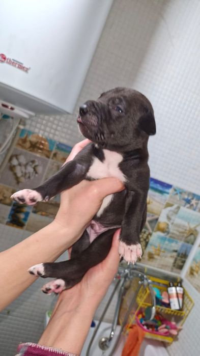 Продам Щенков Питбуля!