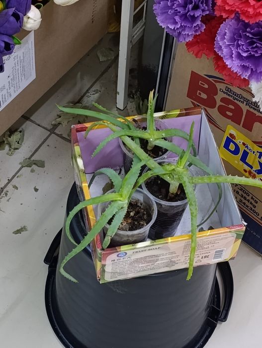 Продам столетник