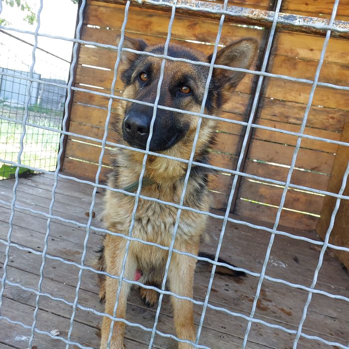 Продам Чистокровную Овчарку