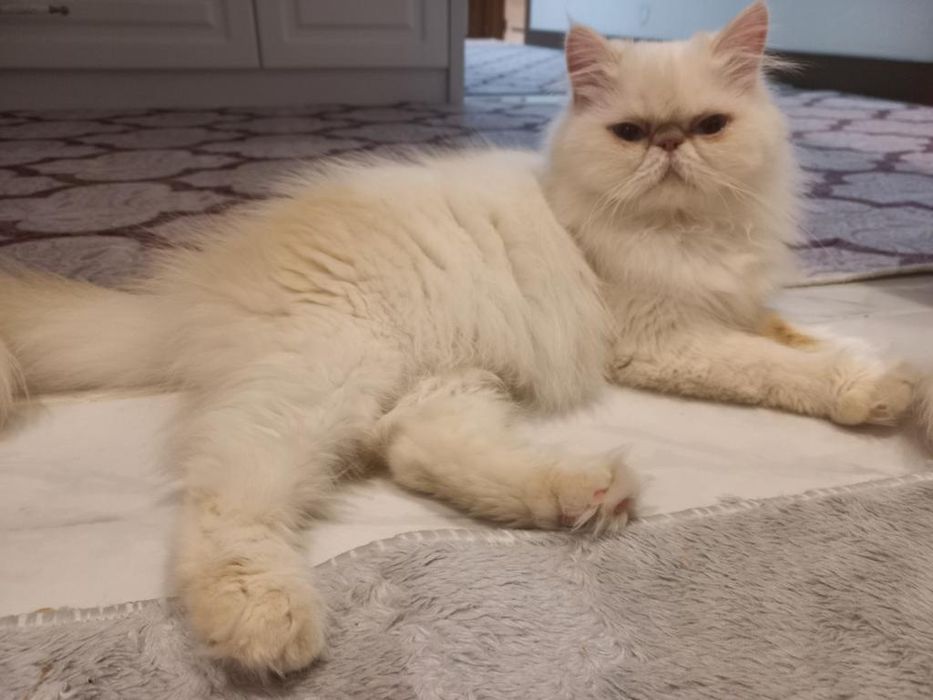 Motănel Persan rasă pură