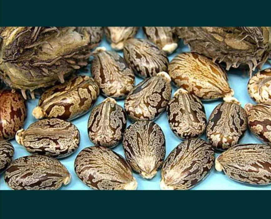 Бобено семе Рицин. Кърлежан реколта 2024 г.