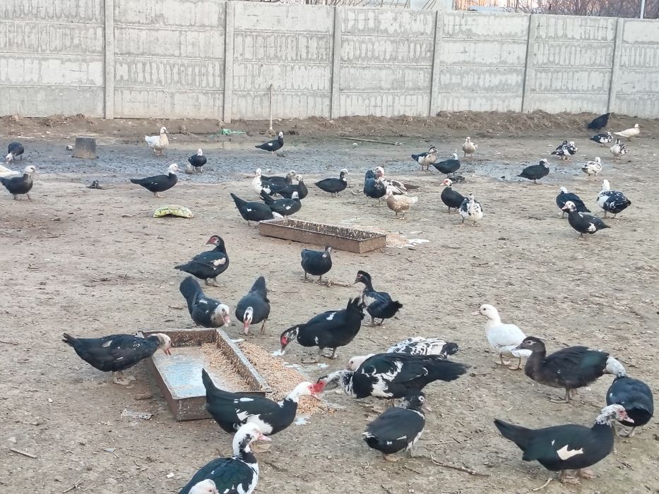 Индуткала сотилади 100000 сум сони 80 та