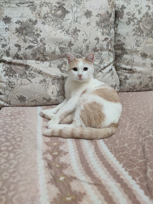 Передержка животных