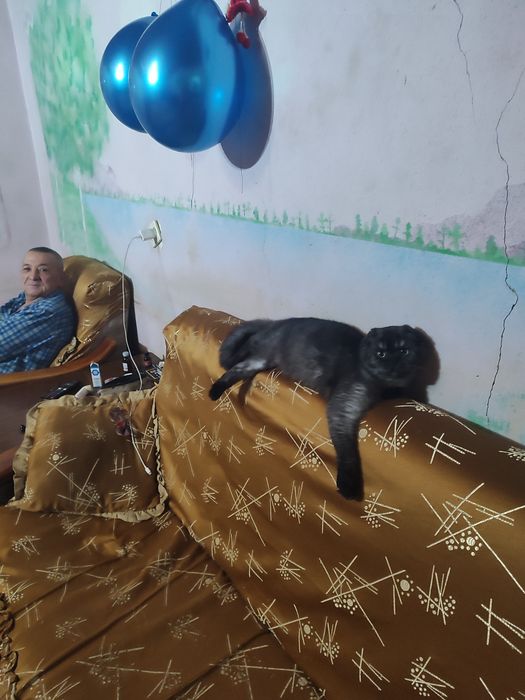 Вязка британец годик