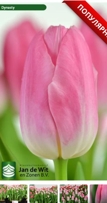 Тюльпаны к 8 марта