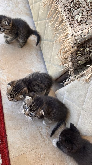 вислоухие котята