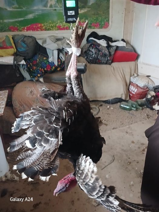 Еркак курка Сотилади