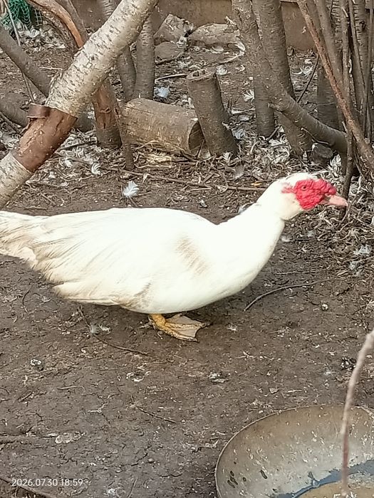 Селезня индоутки продам