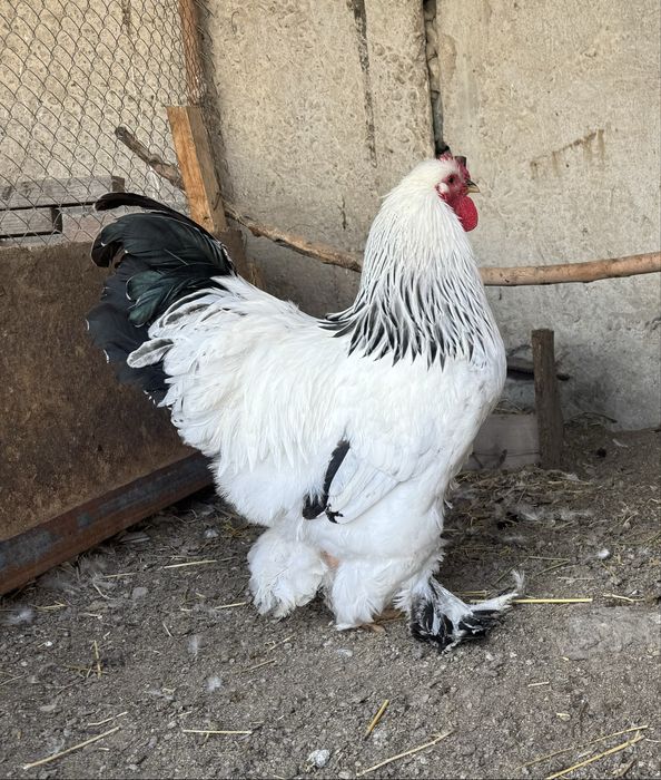 Петух Брама 1 штук