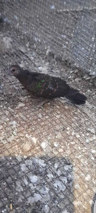 Продавам зеленокрили гугутки