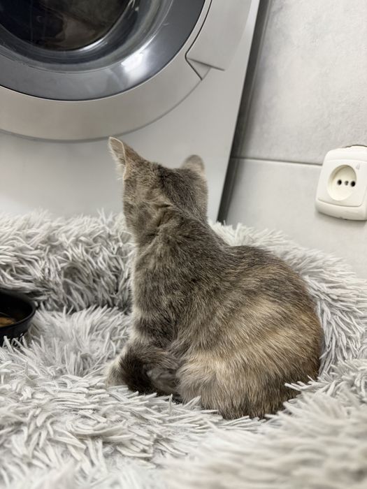 Котенок-мальчик ищет дом