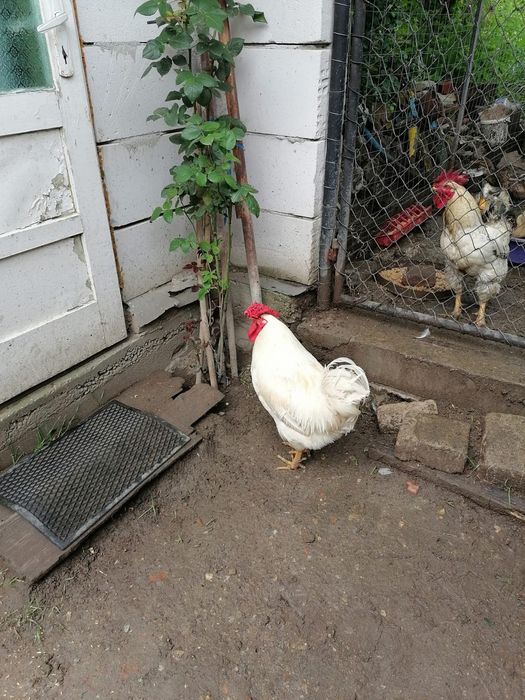 Cocoși de 1 an de vânzare
