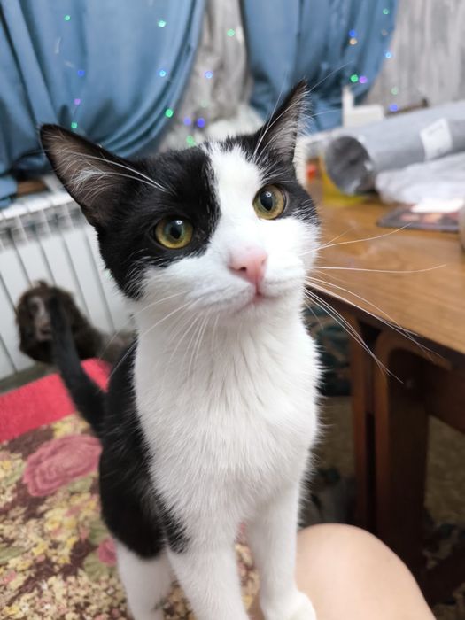 Котенок 7 месяцев