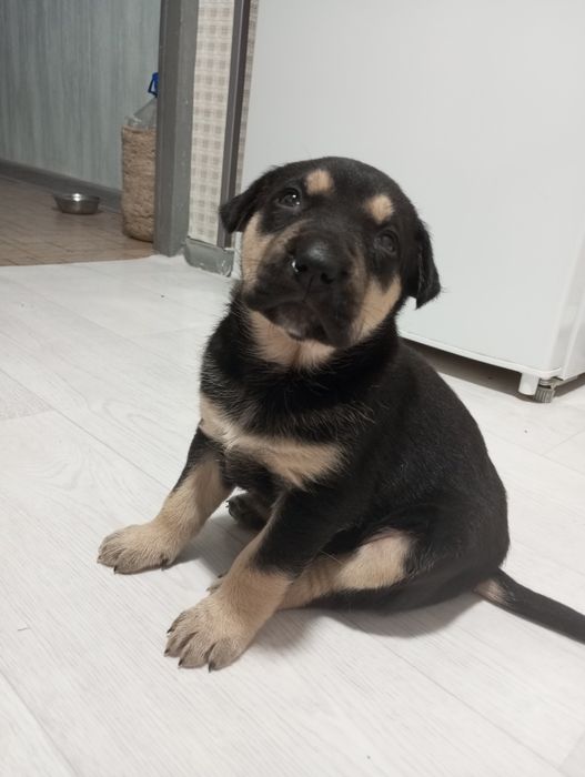 В добрые руки щенок