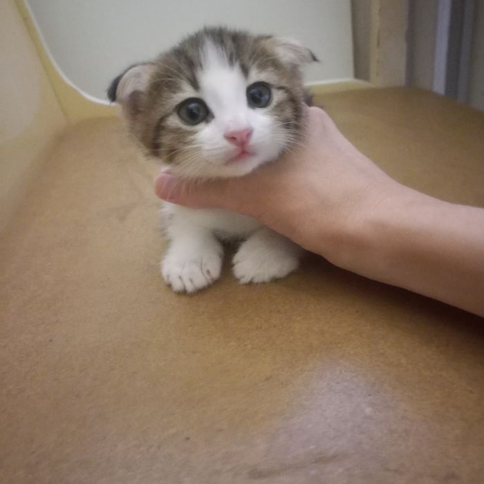 Вислоухий котёнок мальчик 1,5мес