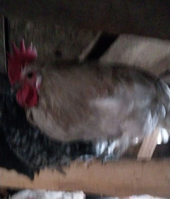 Продам три петуха