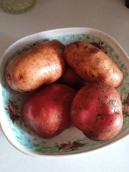 Продам домашнюю картошку,выращенную на собственном огороде.