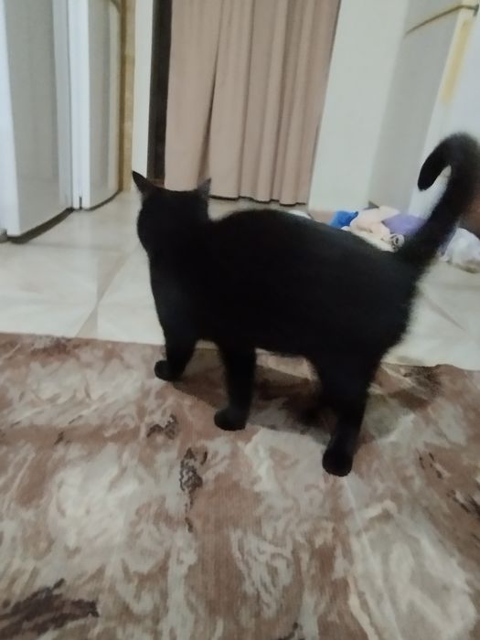 Кошечка стерильная