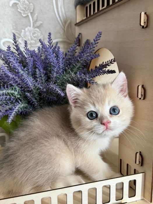 Синие глазки