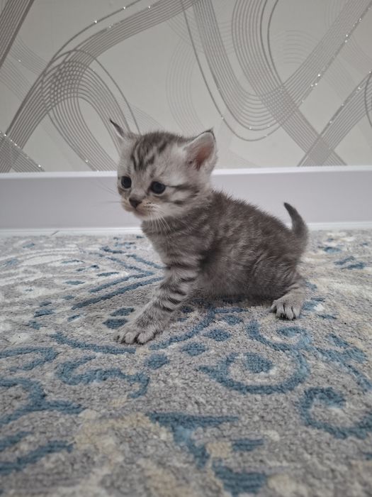 Продам британских котят