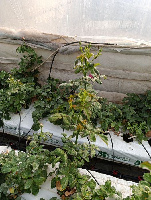 саженцы бабласса