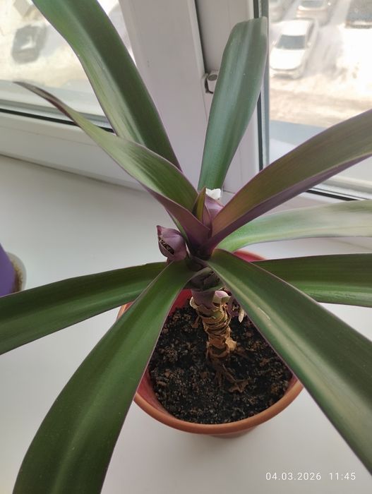 Отдаю цветы пальмы красивые