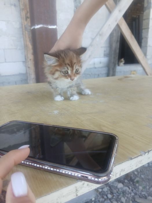 Отдам котят в добрые руки