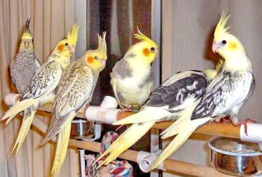 В продаю попугаев карелл