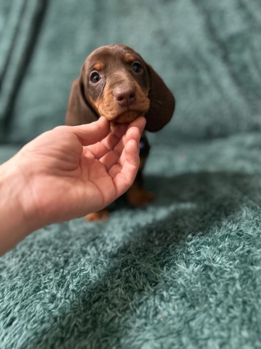 Femela teckel cu Pedigree FCI