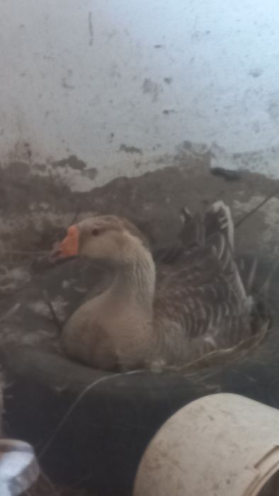 Продам семью гусей
