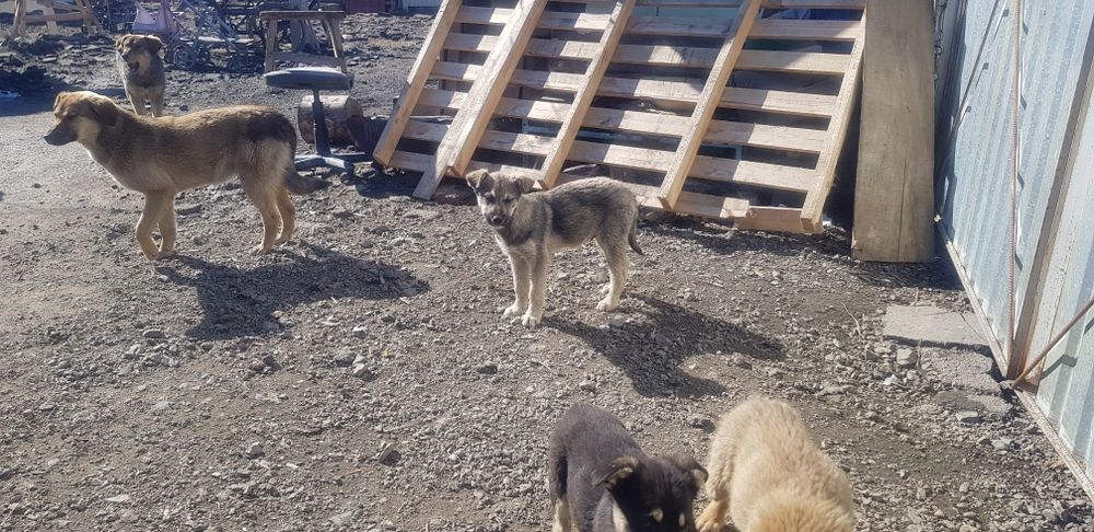 Отдам в добрые руки