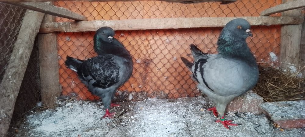 De vanzare kingi